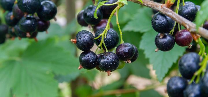 Nectar de cassis naturel Sermoyer