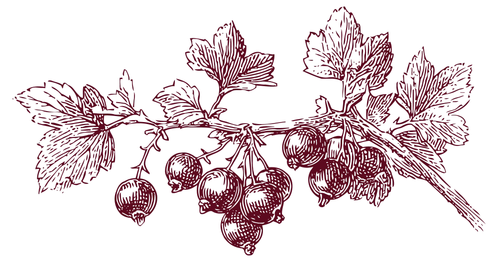 dessin branche de cassis