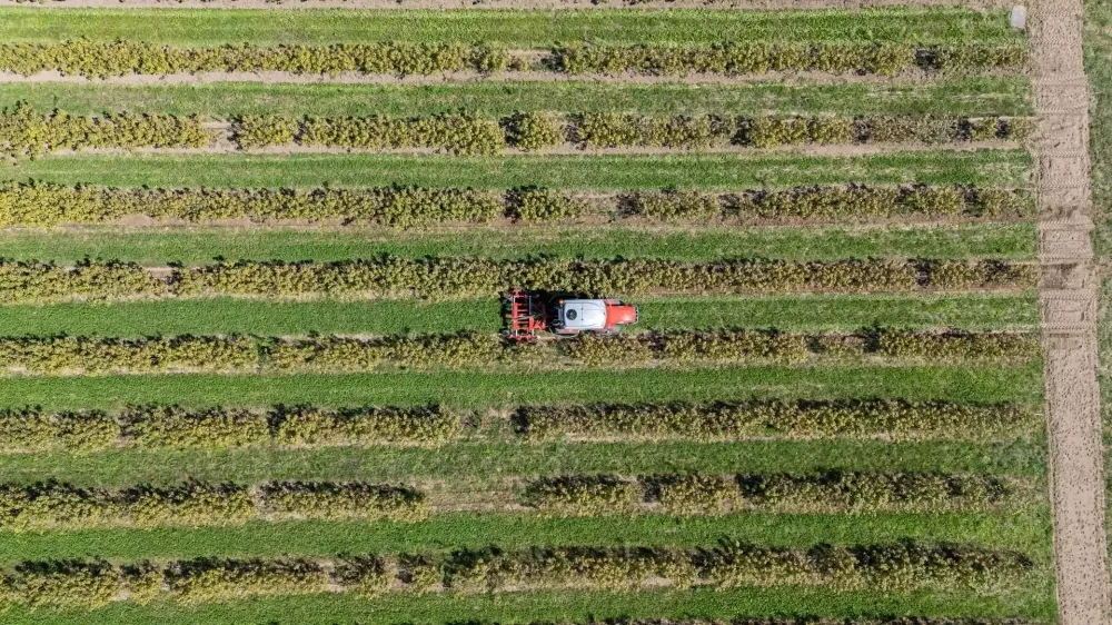 production de cassis (1)