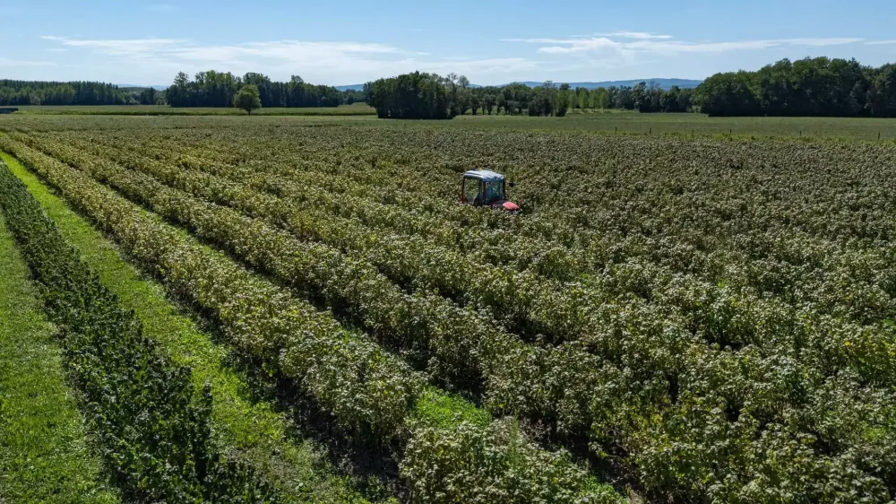 production de cassis (3)